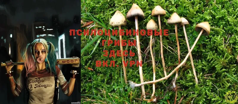 Псилоцибиновые грибы Psilocybine cubensis  Вязники 